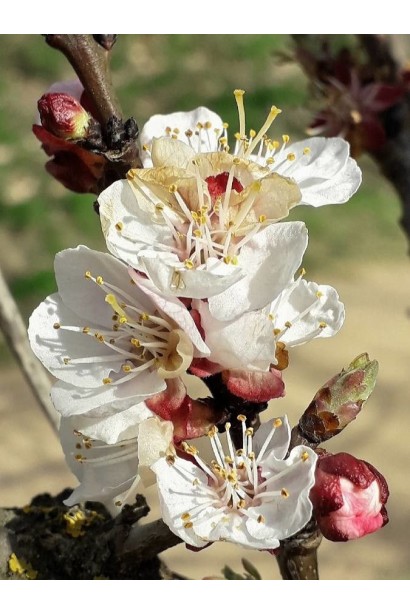 Абрикос Ананасный Цюрупинский | Абрикос Ананасовий Цюрупинський | Prunus armeniaca Ananasnyy Tsyurupynskyy